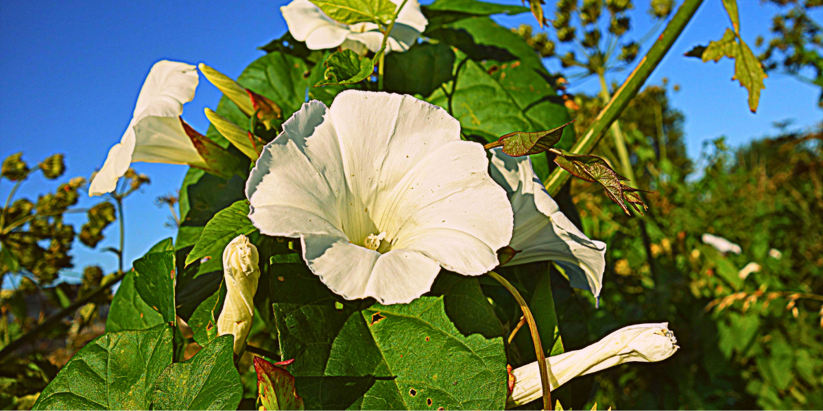 Bindweed
